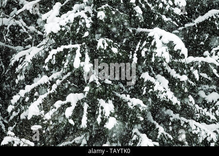 Der Schnee kommt hinunter so hart! Blizzard ist auf dem Hintergrund der Tannen, die mit Kappen von Schnee bedeckt sind. Aufregung im Wald Fichte Stockfoto