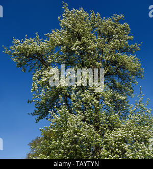 Großer dekorativer Pear Tree mit blauem Himmel im Frühjahr mit weißen Blumen Toronto Stockfoto