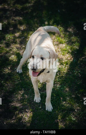 Aktive, lächeln und glücklich reinrassige Labrador Retriever Hund draußen im Gras Park auf sonnigen Sommertag. Stockfoto