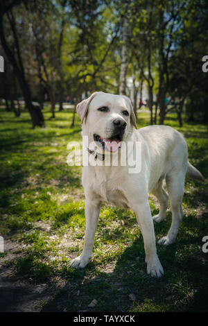 Aktive, lächeln und glücklich reinrassige Labrador Retriever Hund draußen im Gras Park auf sonnigen Sommertag. Stockfoto