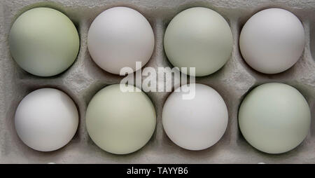 Grüne araucana Eier und weiße Eier Stockfoto