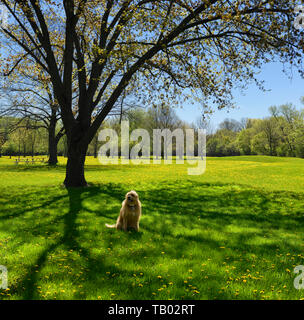 Golden bärtigen Hund unter einem Ahornbaum im Frühjahr mit gelben, grünen Gras und Löwenzahn Blumen in einem Toronto Park Stockfoto