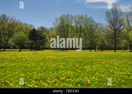 Unmowed grünen Gras im Frühjahr mit gelben Löwenzahn Blumen in Rowntree Mühlen Park Toronto Stockfoto