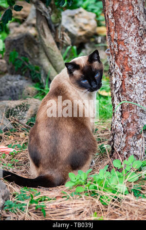 Tricolor inländischen Siam Kater, sitzen in der Nähe von einem Baum, und sieht zurück Stockfoto