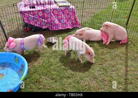 JACKSONVILLE, FL-9 MAR 2019 - Ansicht einer Live pet Pig mit rosa Kleidung, der Prissy und Pop Instagram Ruhm, bei einem Outdoor Messe in Jacksonville, Flo Stockfoto