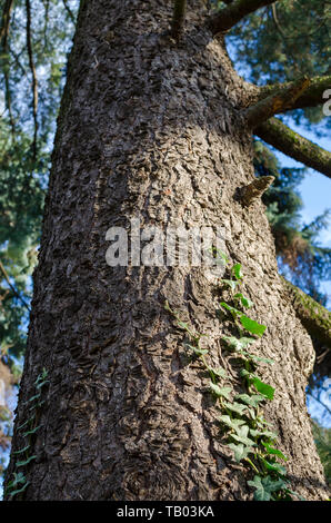 Mazedonische Kiefer (Pinus peuce) Rinde mit grünem Efeu. Blick vom niedrigen Punkt. Stockfoto