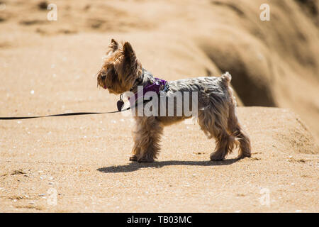 Seitenansicht eines Yorkshire Terrier auf einem Strand Stockfoto