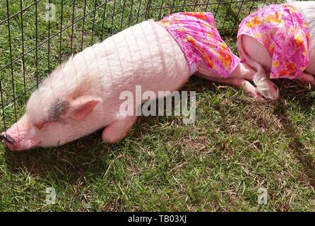 JACKSONVILLE, FL-9 MAR 2019 - Ansicht einer Live pet Pig mit rosa Kleidung, der Prissy und Pop Instagram Ruhm, bei einem Outdoor Messe in Jacksonville, Flo Stockfoto