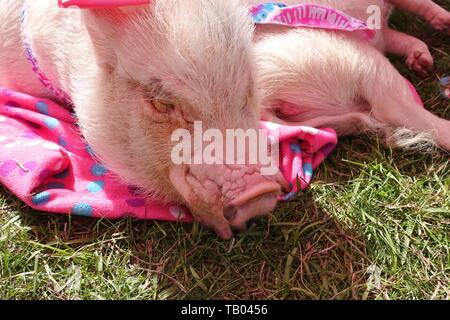 JACKSONVILLE, FL-9 MAR 2019 - Ansicht einer Live pet Pig mit rosa Kleidung, der Prissy und Pop Instagram Ruhm, bei einem Outdoor Messe in Jacksonville, Flo Stockfoto