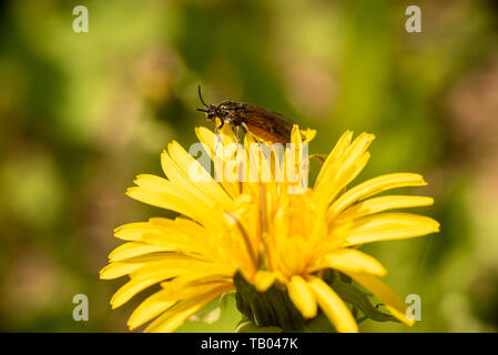 Ein Sawfly auf die Blütenblätter der Löwenzahn. Stockfoto