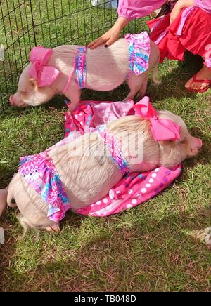 JACKSONVILLE, FL-9 MAR 2019 - Ansicht einer Live pet Pig mit rosa Kleidung, der Prissy und Pop Instagram Ruhm, bei einem Outdoor Messe in Jacksonville, Flo Stockfoto