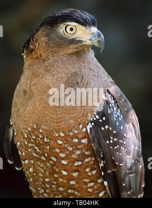 Crested Schlange Adler, Spilornis cheela, S.E. Asien Stockfoto