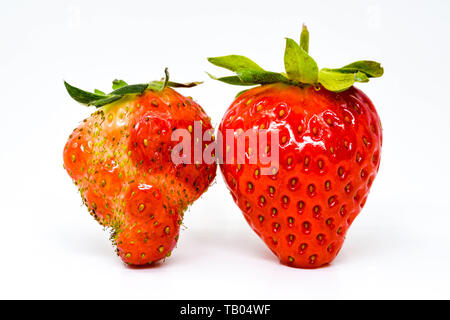 In der Nähe von zwei Erdbeeren Seite an Seite. Man ist fehlerhaft im Vergleich mit der erwarteten Form auf der rechten Seite. Sowohl isoliert gegen einen einfachen Hintergrund Stockfoto