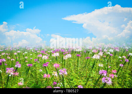 Schöne spider Blume rosa und weiße Blüte in der Blüte Feld Frühling bunten Garten mit Cloud und blauer Himmel - Cleome hassleriana Stockfoto