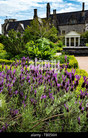 Lavendel in der Physic Garden, Cowbridge, Wales Stockfoto