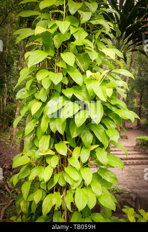 Grüne Blätter Rebe auf dem Baum Natur Pflanze Stockfoto