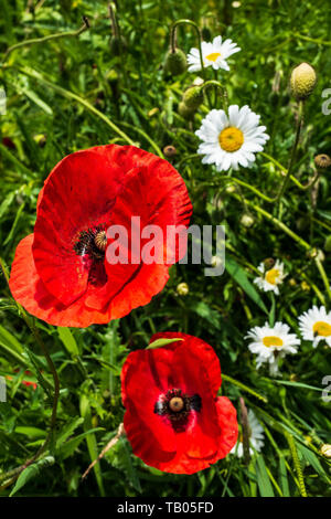 Roter Mohn und Gänseblümchen Stockfoto