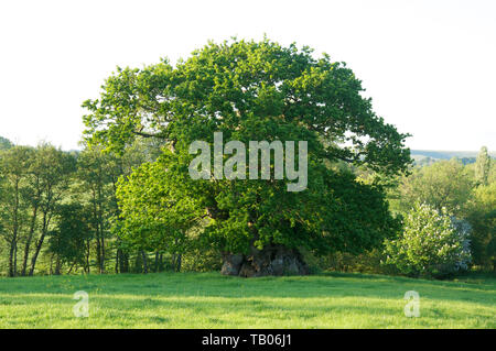 Richter Wyndham Eiche, im Dorset Dorf Silton. Dies ist der älteste Baum der Grafschaft und dachte mehr als tausend Jahre alt werden. England. Stockfoto