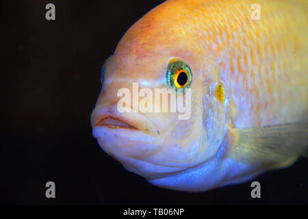 Die Fische im Aquarium. Porträt eines Afrikanischen Aquarium Fische aus der Familie der sogenannten Cyrtocara lombardoi Stockfoto