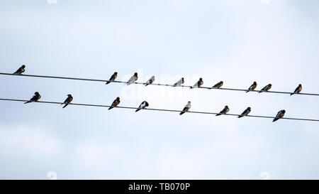 Vögel auf den Drähten kühlen Himmel Hintergrund Stockfoto