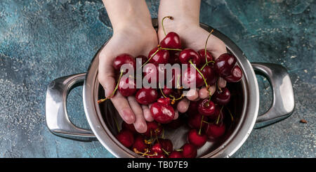 Essen Banner. Kinder die Hände halten reif süß Kirsche. Sweet cherry in einem Topf auf einem blauen konkreten Hintergrund. Stockfoto
