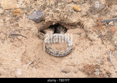 Weibliche Zauneidechse (Lacerta agilis) in ihrer Eiablage Graben auf einem Sand in lowland Heath, Hampshire, UK, Ende Mai Stockfoto