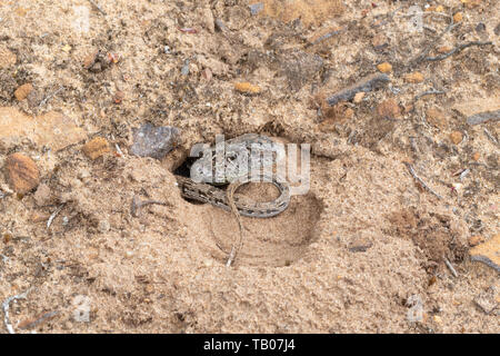 Weibliche Zauneidechse (Lacerta agilis) in ihrer Eiablage Graben auf einem Sand in lowland Heath, Hampshire, UK, Ende Mai Stockfoto