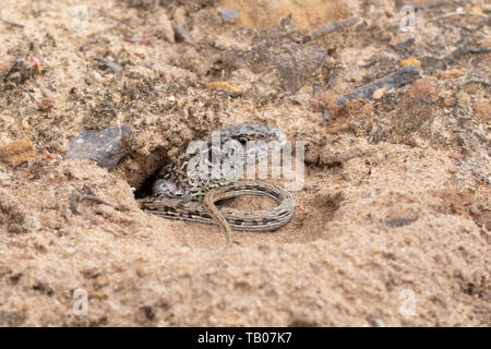 Weibliche Zauneidechse (Lacerta agilis) in ihrer Eiablage Graben auf einem Sand in lowland Heath, Hampshire, UK, Ende Mai Stockfoto