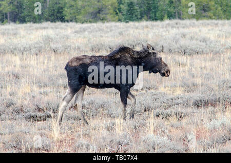 Elche (Junghirsch) grasen im Grand Teton National Park im US-Bundesstaat Wyoming Stockfoto