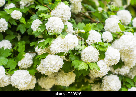 Blühende weiße Kugeln von vibrunum Blume im Frühling Garten. Stockfoto