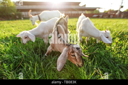 Drei ziegen Zicklein Beweidung auf frischem Gras, ihre Mutter und verschwommen sun Hintergrundbeleuchtung Bauernhof im Hintergrund. Weitwinkel Foto. Stockfoto
