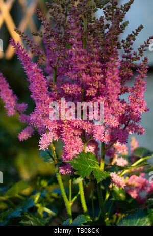 Blühende rosa Astillbe Blumen am Nachmittag. Stockfoto