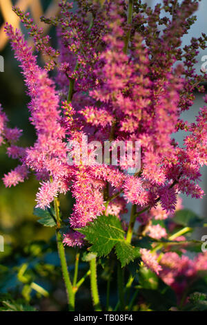 Blühende rosa Astillbe Blumen am Nachmittag. Stockfoto