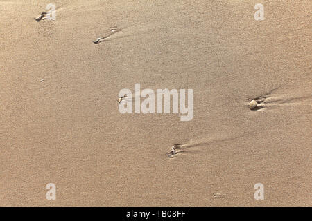 Ein paar kleine Kieselsteine in feuchten Sand des Strandes, erleuchtet von der Abendsonne. Stockfoto