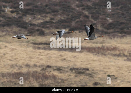 Drei Graugänse (Anser anser) Fliegen über Moorlandschaften in Schottland Stockfoto