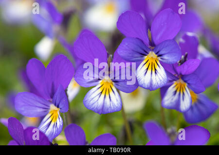 Eine Nahaufnahme von wilden Blumen Stiefmütterchen (Viola tricolor), aka Johnny Jump Up. Stockfoto