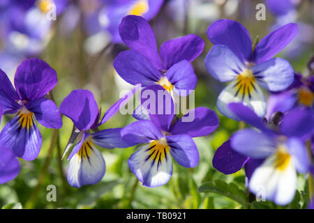 Wilde Blumen Stiefmütterchen (Viola tricolor), aka drei Gesichter in einer Haube Stockfoto