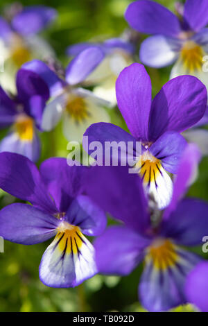 Wilde Blumen Stiefmütterchen (Viola tricolor), des aka Herz erfreuen, Stockfoto