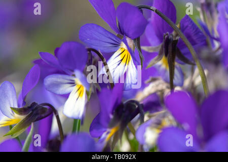 Wildes Stiefmütterchen (Viola tricolor), aka Liebe-in-Müßiggang, Stockfoto