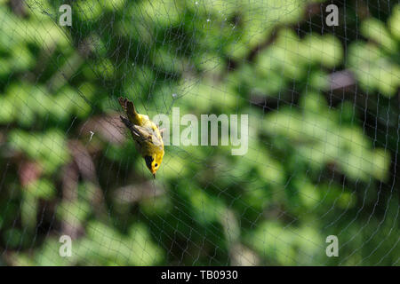 Wilson's Warbler Vogel in Richmond BC Kanada Stockfoto