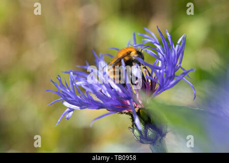 Eine Moss Carder Biene (Bombus Muscorum) Nahrungssuche auf einem Berg Kornblume (Centaurea montana) Stockfoto