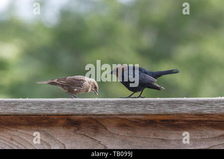 Braune Leitung cowbird in Richmond BC Kanada Stockfoto