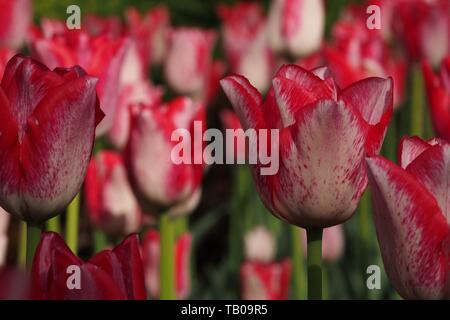 Rot-weiße Tulpen in der Abendsonne an der kanadischen Tulip Festival 2019, Ottawa, Ontario, Kanada. Stockfoto