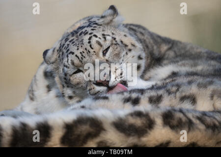 Porträt einer Snow Leopard lecken und Reinigung Stockfoto