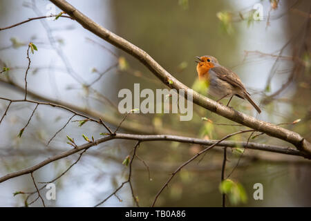 Die Europäische Rotkehlchen (Erithacus Rubecula) einfach als die Robin oder Robin redbreast bekannt Stockfoto