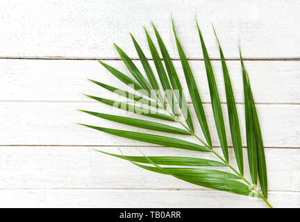 Green Palm Blätter auf weißem Hintergrund Holz Draufsicht/Betel palm leaf Stockfoto