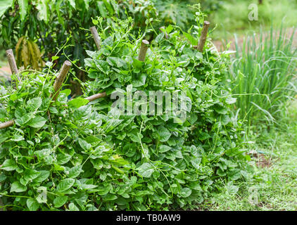 Frische Ceylon Spinat grüne Pflanze Baum auf der Rebe in der Plantage Gemüsegarten/Basella alba - Malabar Nightshade Stockfoto