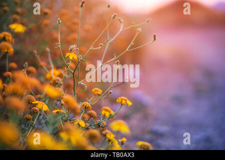 Extreme Tiefenschärfe eines gelben Margaret Blume mit Silhouette der Küste am Morgen mal in den Hintergrund. Schöne Landschaft mit griechischen Farben Stockfoto