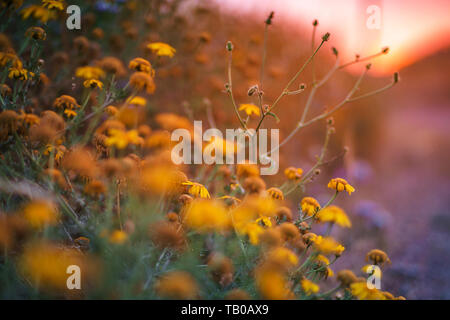 Extreme Tiefenschärfe eines gelben Margaret Blume mit Silhouette der Küste am Morgen mal in den Hintergrund. Schöne Landschaft mit griechischen Farben Stockfoto