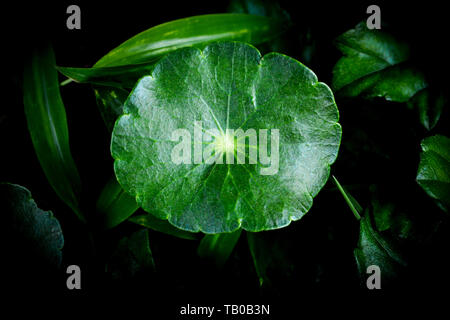 Frische grüne Kraut asiatische Pennywort Blätter schön auf dunklem Hintergrund/Centella asiatica Leaf Stockfoto